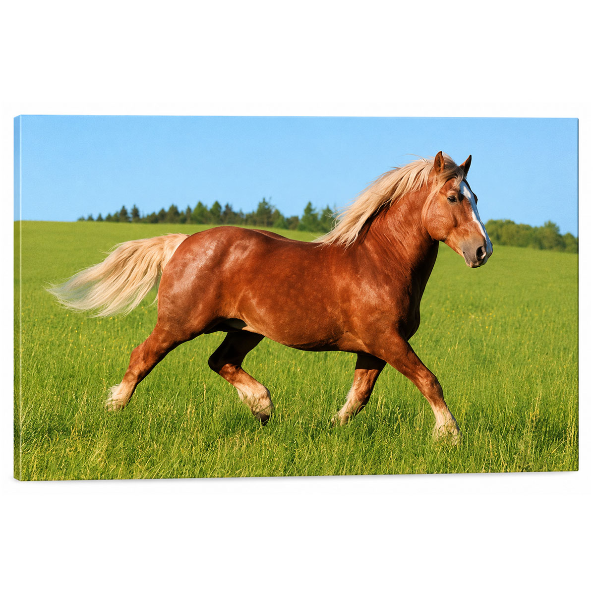 Cadre cheval galopant dans l'herbe 60 x 40 cm