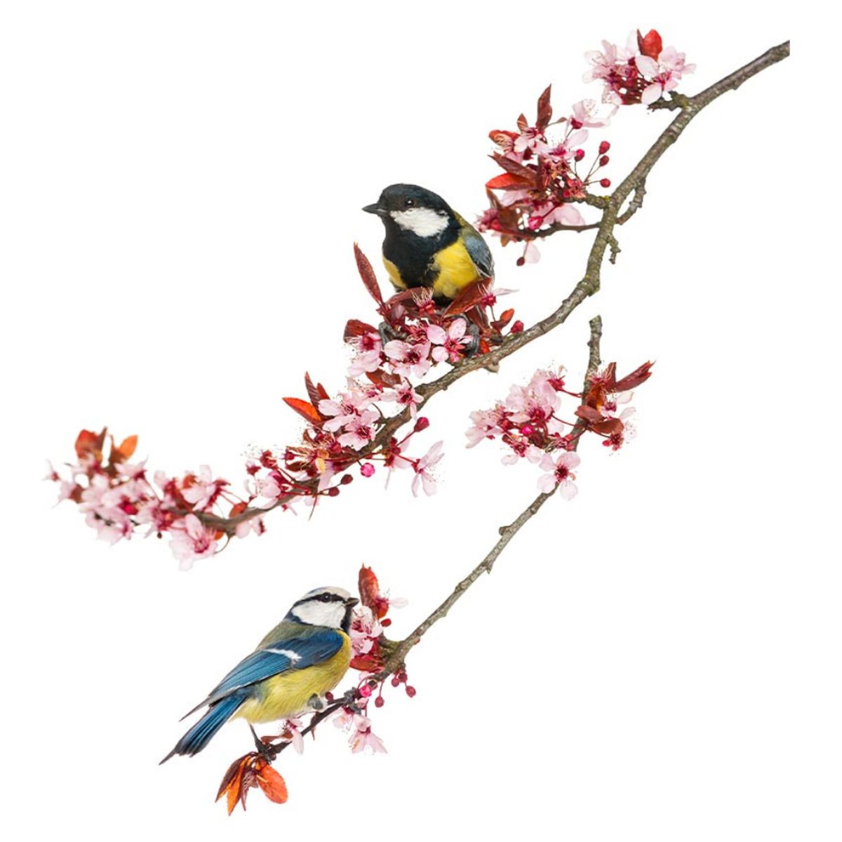 Sticker Mural dcoratif - msange bleues sur une branche