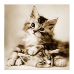 Cadre chaton en toile imprim�e 28 x 28 cm