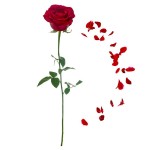 Sticker mural rose rouge et p�tales