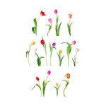 Sticker mural tulipes color�es